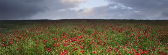 Klatschmohn