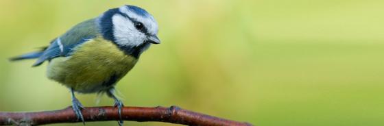 Der Tag des Zugvogels - 15. Oktober